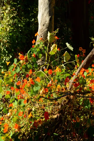 DSC_2726 (Large).JPG